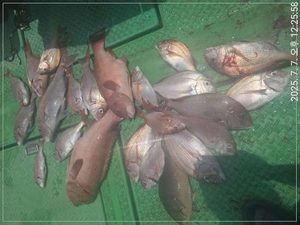 참돔흘림)참돔.!마릿수.퍽퍽합니다 ~내일예약가능 선상낚시로 잡은 물고기 조황