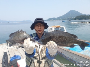 가조도권 !!!!감성돔덴마..5짜.4짜외 마릿수 많네요!!예약가능 선상낚시로 잡은 물고기 조황