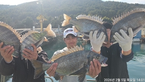 대물감성돔 (56)(46) 외 4짜로 마릿수~!! 토,일 예약가능!! 선상낚시로 잡은 물고기 조황