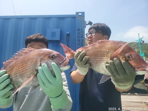 본류대흘림!!연일대물참돔.부시리 마리수조황 !!내일예약가능 선상낚시로 잡은 물고기 조황