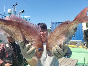 참돔흘림!!대물급들참돔, 마릿수!내일예약가능
 선상낚시로 잡은 물고기 조황