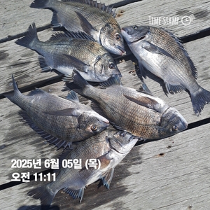 가조도권 !!!!감성돔덴마..5짜.4짜외 마릿수 많네요!!예약가능 선상낚시로 잡은 물고기 조황