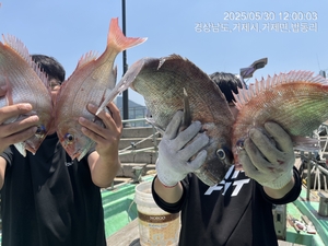 참돔흘림!!참돔 연일 마릿수 폭탄~ 터지고 마릿수 퍽퍽!!내일예약가능 선상낚시로 잡은 물고기 조황