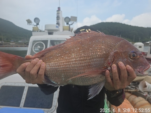 (참돔 흘림)대박 대물마릿수 엄청나게 올라오네요!!내일예약가능 선상낚시로 잡은 물고기 조황