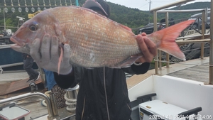 참돔흘림!빠가7짜외 마릿수 연일 퍽퍽합니다~예약가능 선상낚시로 잡은 물고기 조황