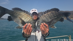 어초,흘림 대물5짜,4짜.4짜 외 마릿수~주말예약가능 선상낚시로 잡은 물고기 조황