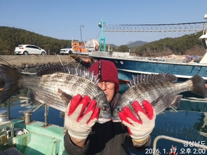 대물감성돔,참돔 마릿수~주말예약가능 선상낚시로 잡은 물고기 조황