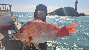 안경섬 본류대 참돔,부시리 흘림조황 선상낚시로 잡은 물고기 조황
