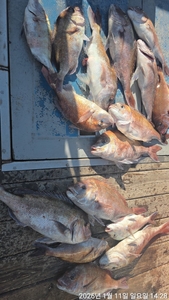 대물감성돔,참돔 ~마릿수~!! 내일출항 예약가능 선상낚시로 잡은 물고기 조황