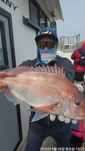 참돔흘림!!대물참돔~부시리 대물들 올라옵니다~내일예약가능 선상낚시로 잡은 물고기 조황