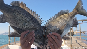 어초,흘림 대물감성돔 5짜,4짜외 마릿수~내일예약가능 선상낚시로 잡은 물고기 조황