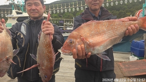 참돔흘림!!참돔 빠가8짜외 대물들 올라옵니다~예약가능 선상낚시로 잡은 물고기 조황
