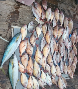 이번주 토,일 안경섬 본류대 참돔,부시리 흘림 출조 나갑니다 
-예약가능 선상낚시로 잡은 물고기 조황