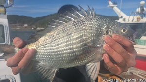 (흘림)어초,여밭 감성돔 참돔 조황입니다 선상낚시로 잡은 물고기 조황