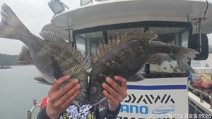 어초, 대물5짜,4짜.4짜 외 마릿수~내일예약가능 선상낚시로 잡은 물고기 조황