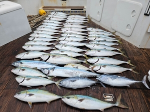 빅게임 마리수 시즌 스타트~!! 선상낚시로 잡은 물고기 조황
