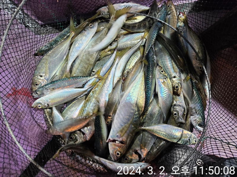 거제아지트호의 조황일지 이미지 - 9