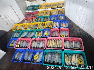 9월17일 무늬오징어 야간 팁런 147수. 선상낚시로 잡은 물고기 조황