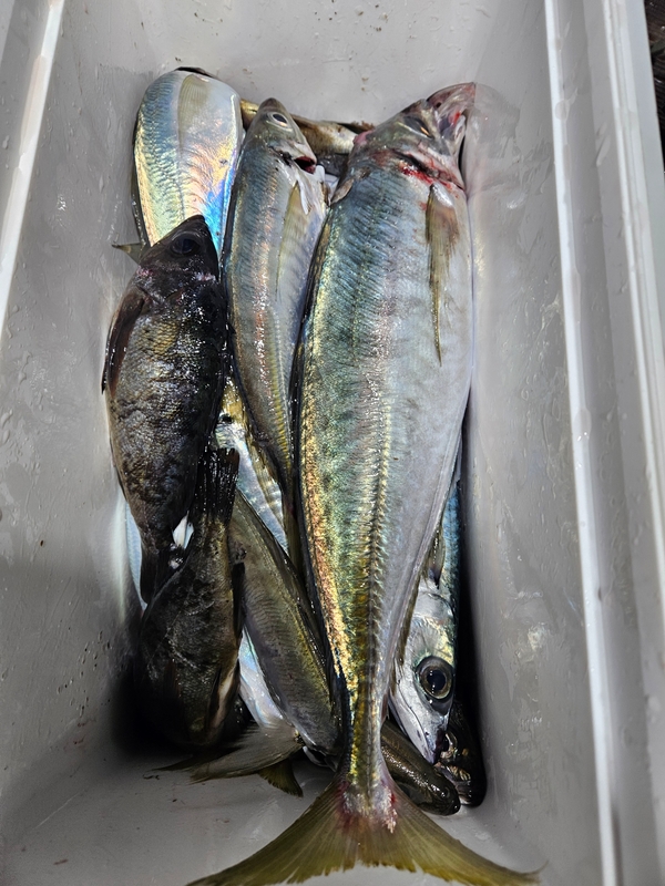 거제아지트호의 조황일지 이미지 - 7