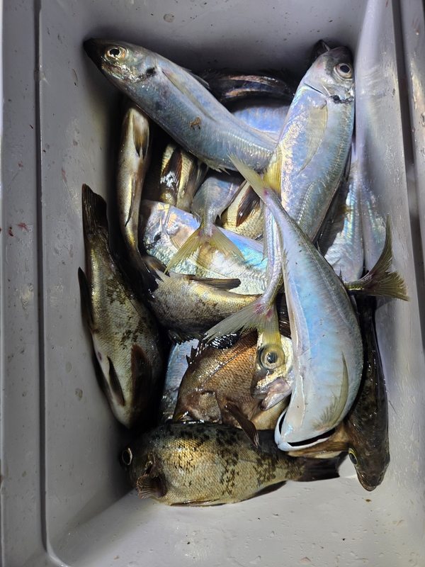 거제아지트호의 조황일지 이미지 - 8