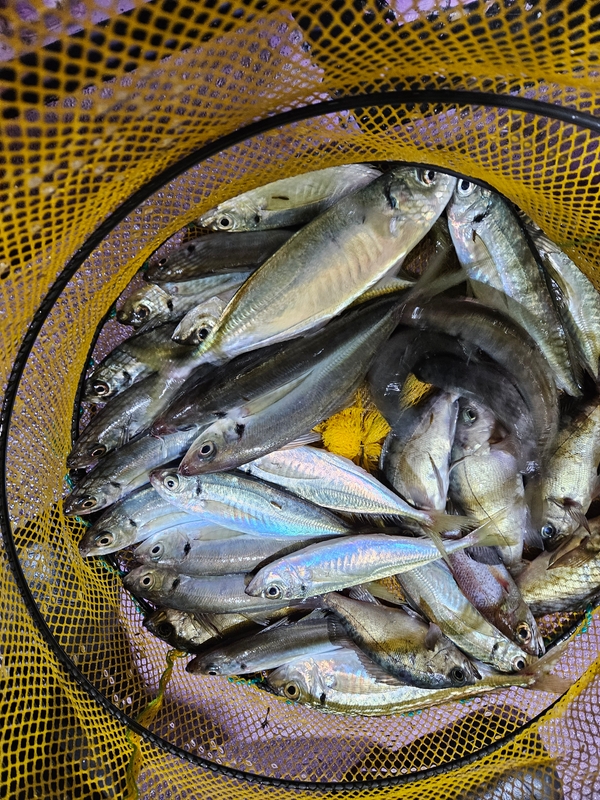 거제아지트호의 조황일지 이미지 - 6