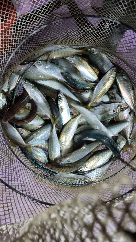 거제아지트호의 조황일지 이미지 - 2