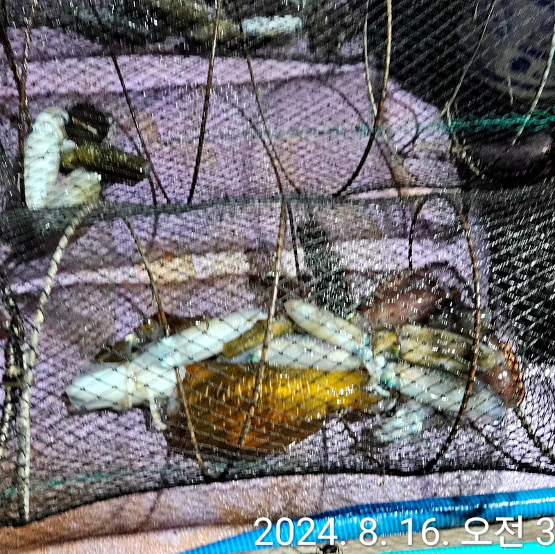 거제아지트호의 조황일지 이미지 - 3