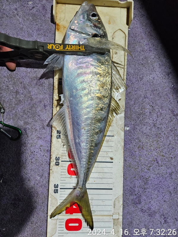 거제아지트호의 조황일지 이미지 - 1