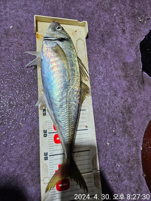 거제아지트호의 조황일지 이미지 - 4