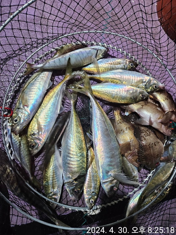 거제아지트호의 조황일지 이미지 - 3