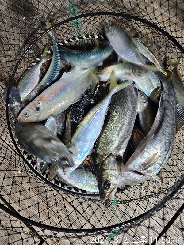 거제아지트호의 조황일지 이미지 - 11