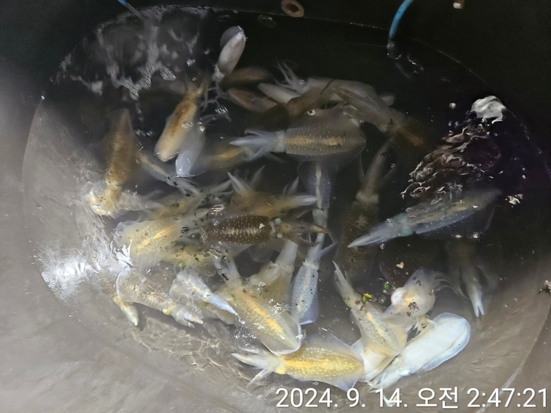 거제아지트호의 조황일지 이미지 - 1