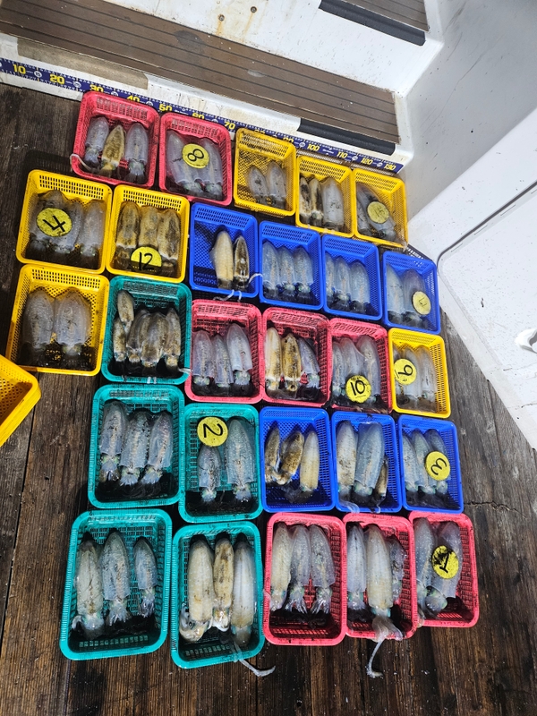 거제아지트호의 조황일지 이미지 - 2