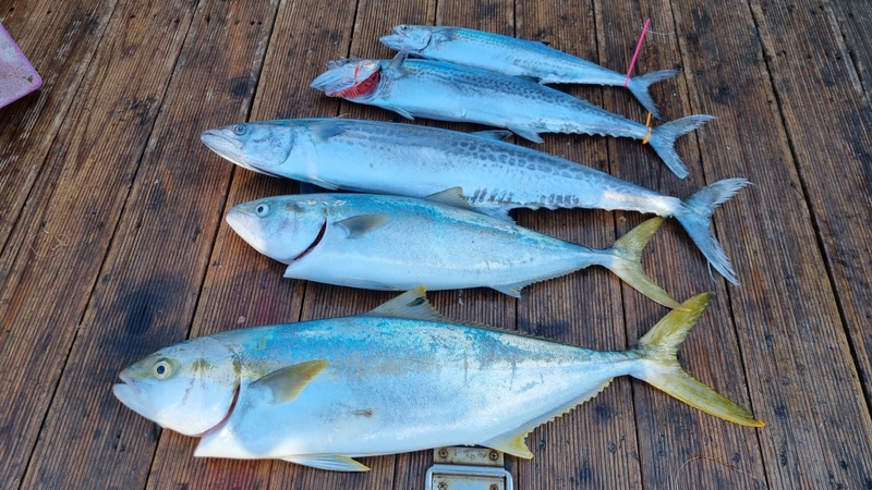 거제아지트호의 조황일지 이미지 - 7