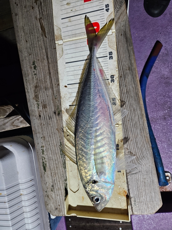 거제아지트호의 조황일지 이미지 - 2