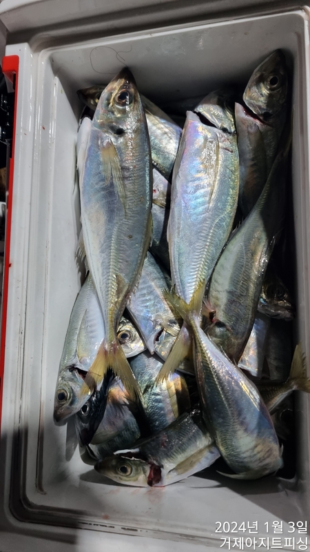 거제아지트호의 조황일지 이미지 - 7