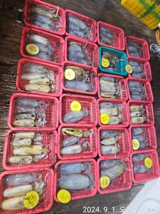 무늬오징어 바람통에 72수 마무리~!! 선상낚시로 잡은 물고기 조황