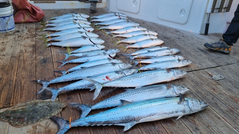 거제아지트호의 조황일지 이미지 - 3