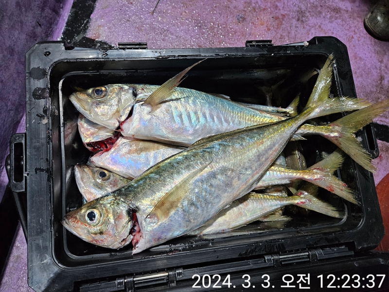 거제아지트호의 조황일지 이미지 - 8