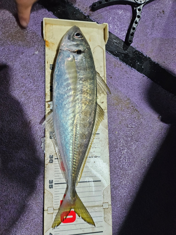 거제아지트호의 조황일지 이미지 - 3