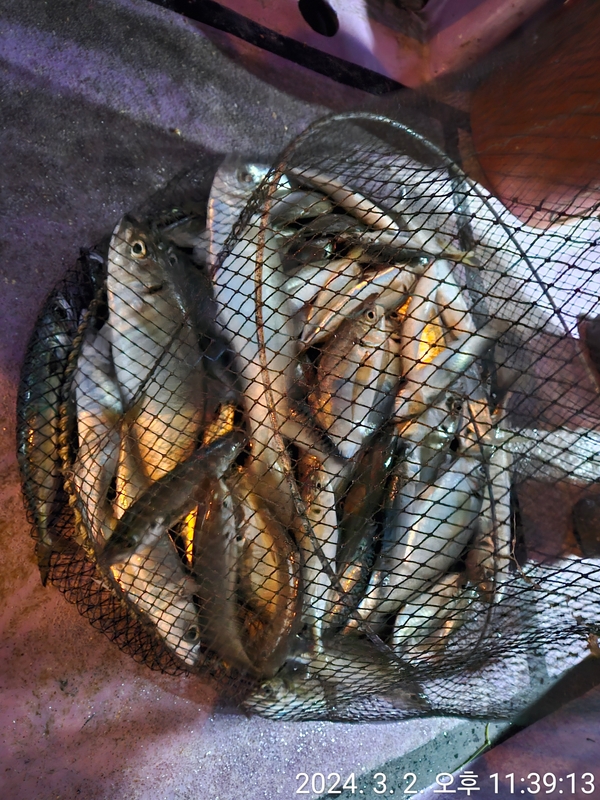 거제아지트호의 조황일지 이미지 - 10