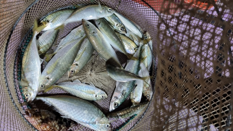 거제아지트호의 조황일지 이미지 - 3