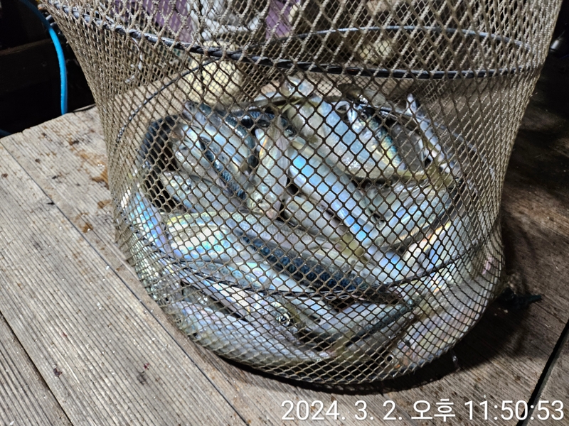 거제아지트호의 조황일지 이미지 - 15