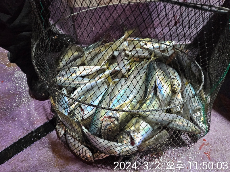 거제아지트호의 조황일지 이미지 - 13