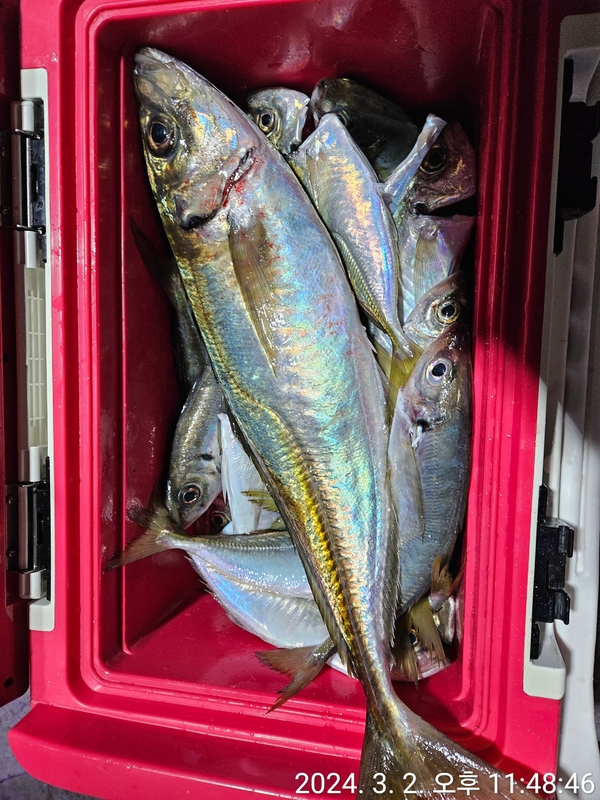 거제아지트호의 조황일지 이미지 - 7