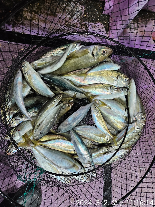 거제아지트호의 조황일지 이미지 - 12