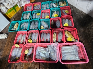 9월5일 무늬오징어 팁런 70수 선상낚시로 잡은 물고기 조황