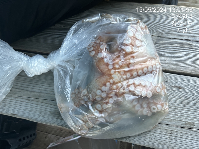 힐링호의 조황일지 이미지 - 3