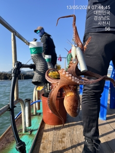 돌문어 출조나갑니다 선비4만원?!!! 선상낚시로 잡은 물고기 조황