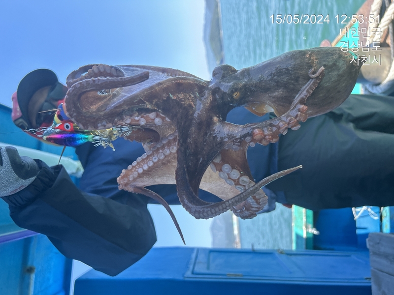 힐링호의 조황일지 이미지 - 0